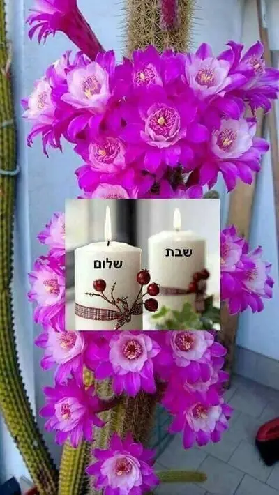 שיבס מאפים