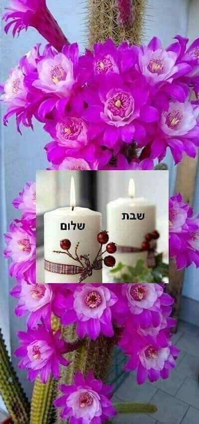 שיבס מאפים